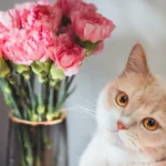 Are Carnations Toxic to Cats