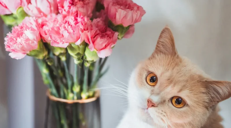 Are Carnations Toxic to Cats