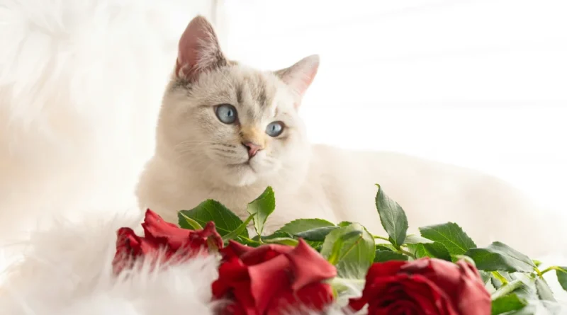 Are Roses Poisonous To Cats