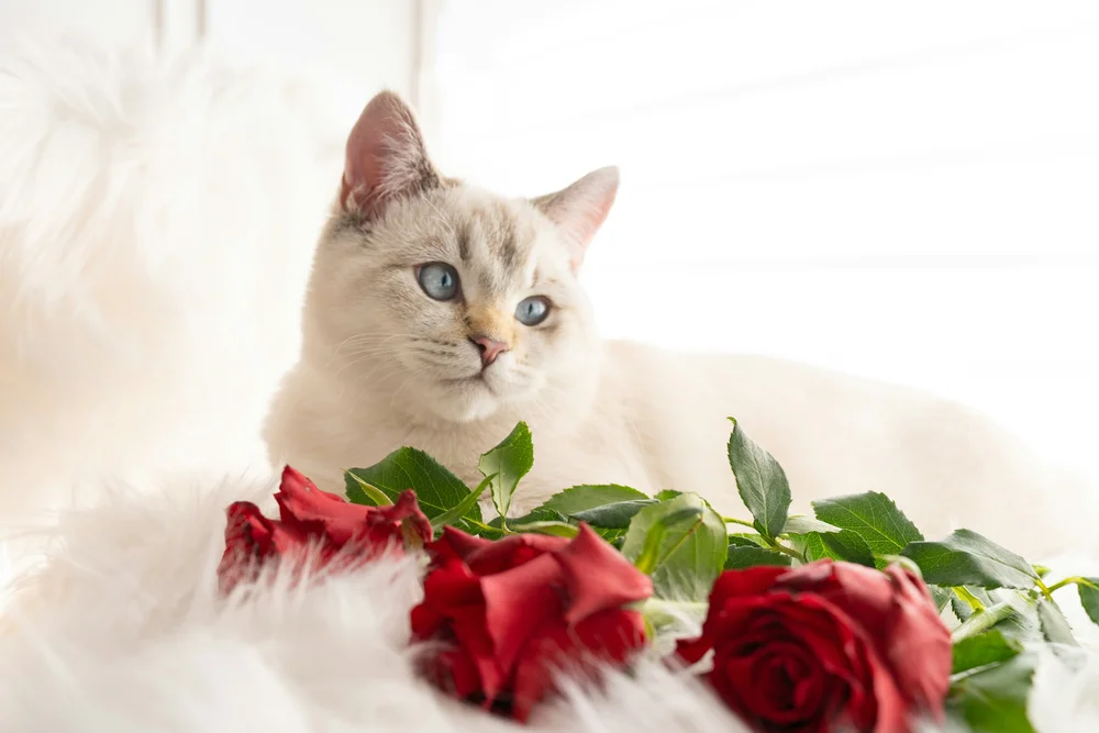 Are Roses Poisonous To Cats