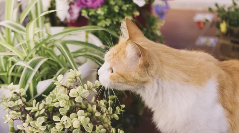 Are peonies poisonous to cats