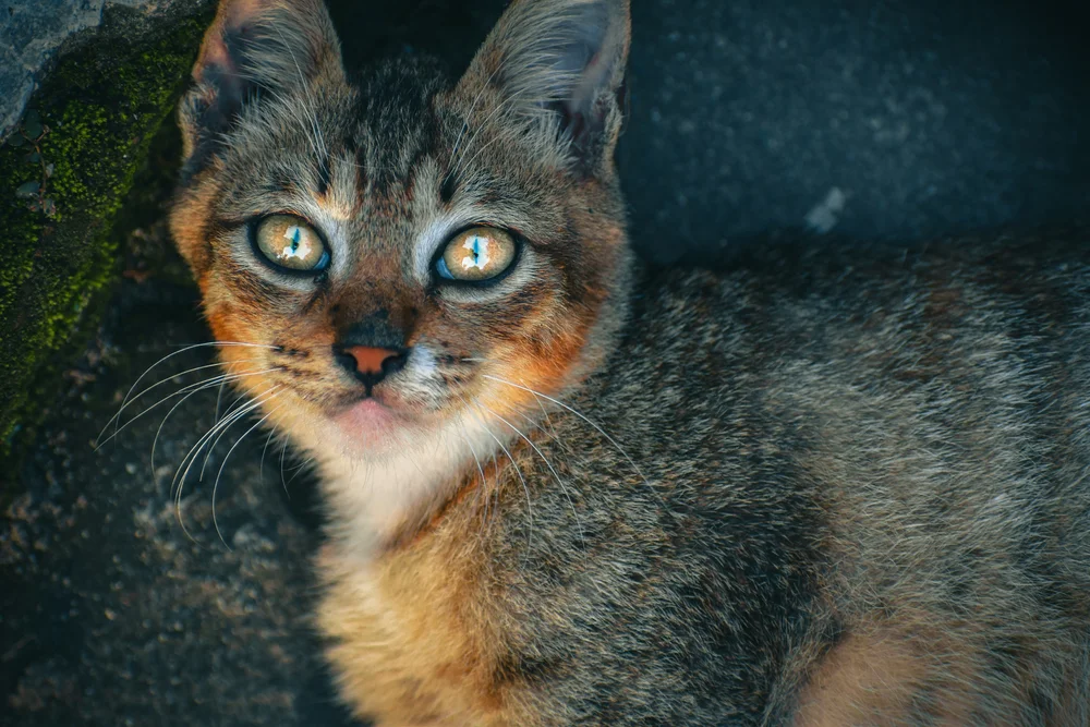 Can Adult Cats Eat Kitten Food