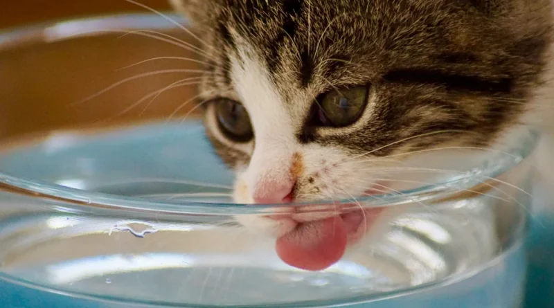 How Long Can Cats Go Without Water