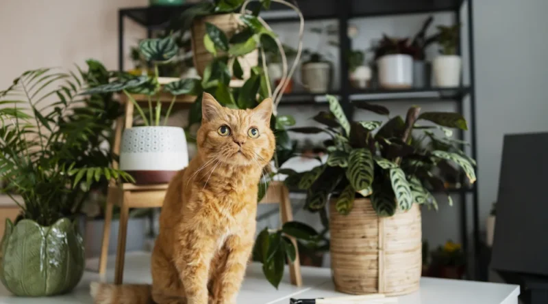 Is Eucalyptus Safe For Cats