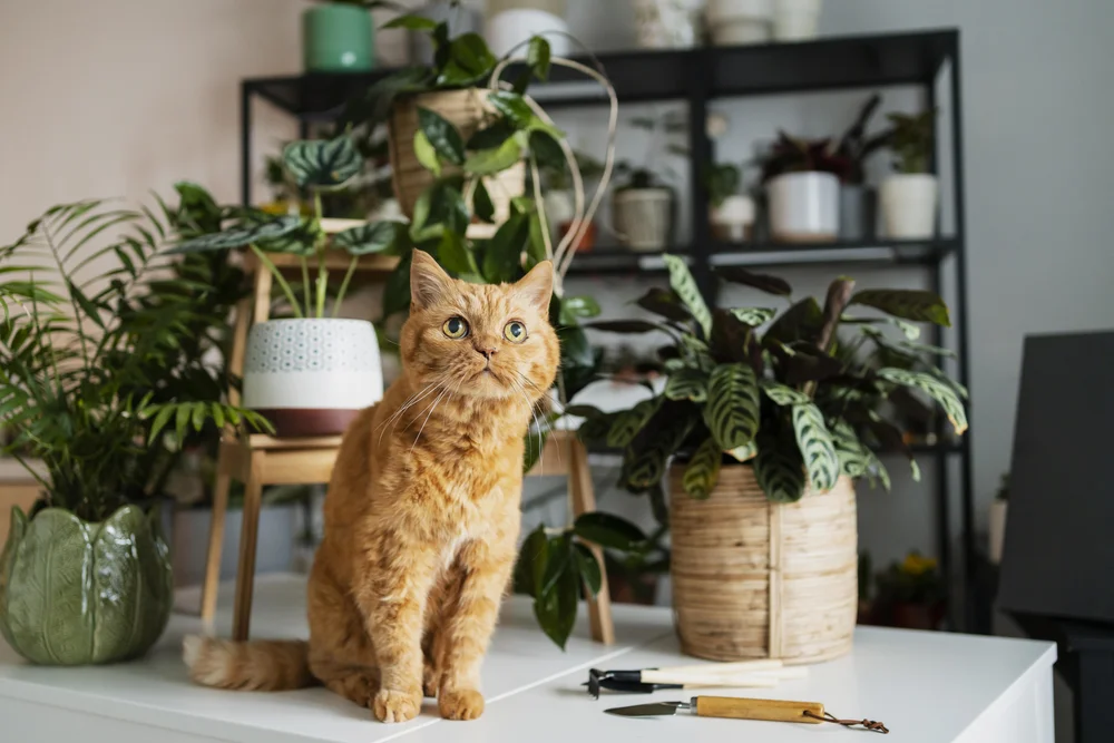 Is Eucalyptus Safe For Cats