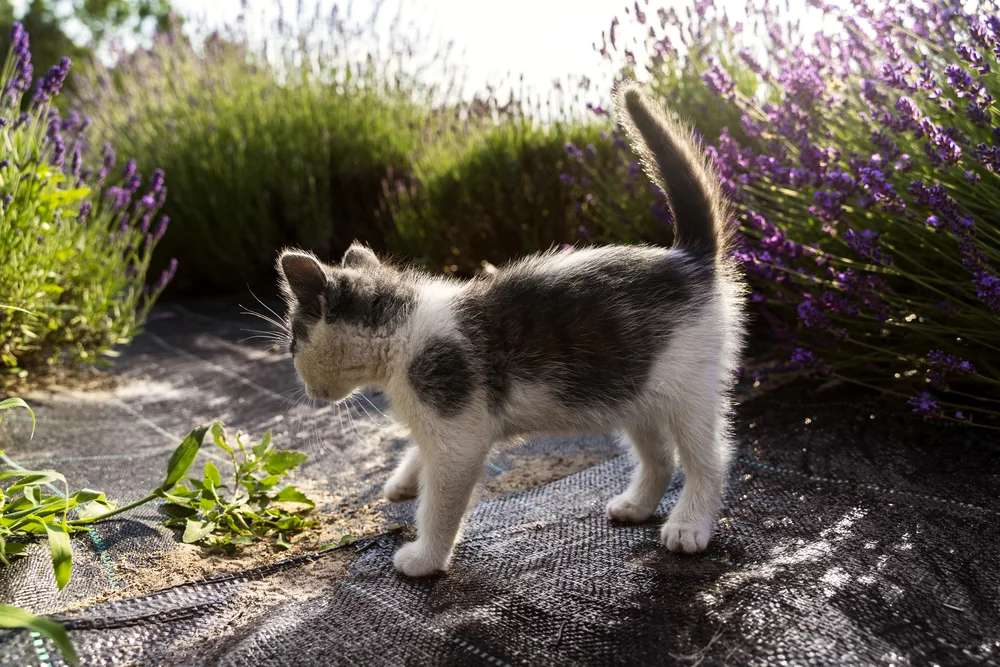 Are Mums Toxic To Cats