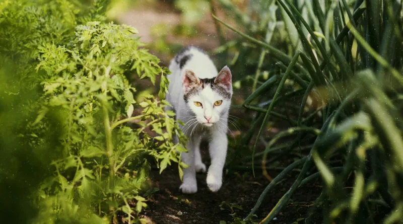 can cats have broccoli