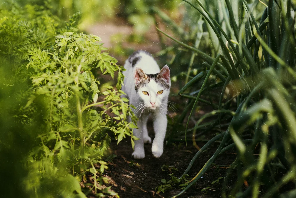 Can Cats Have Broccoli