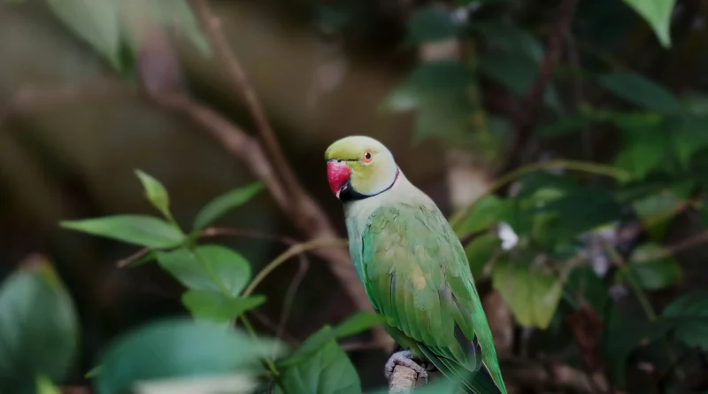 How To Spot Parrots From Going Off Of Ur Shoulder​