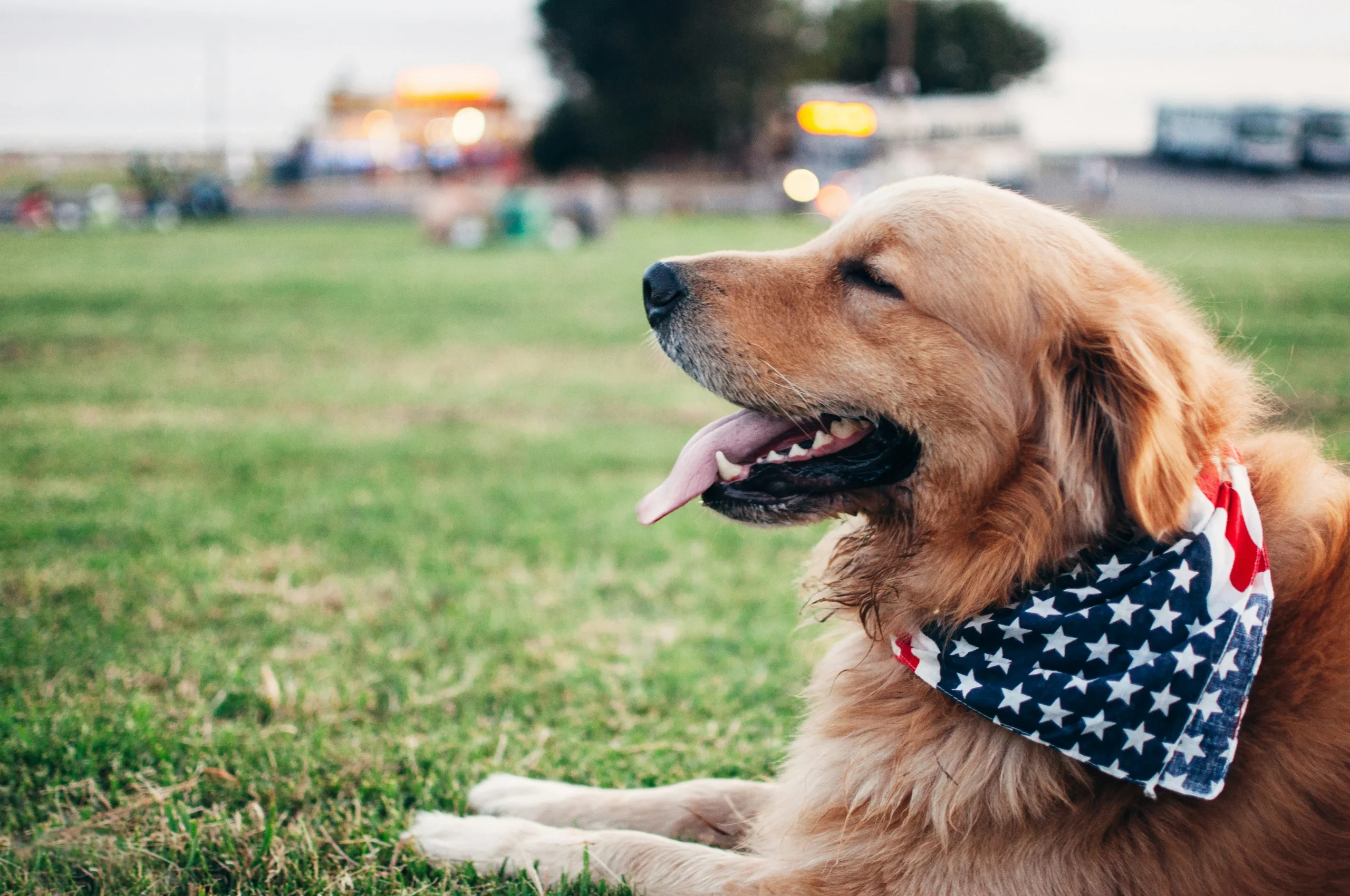 How To Train A Dog To Pee Outside​