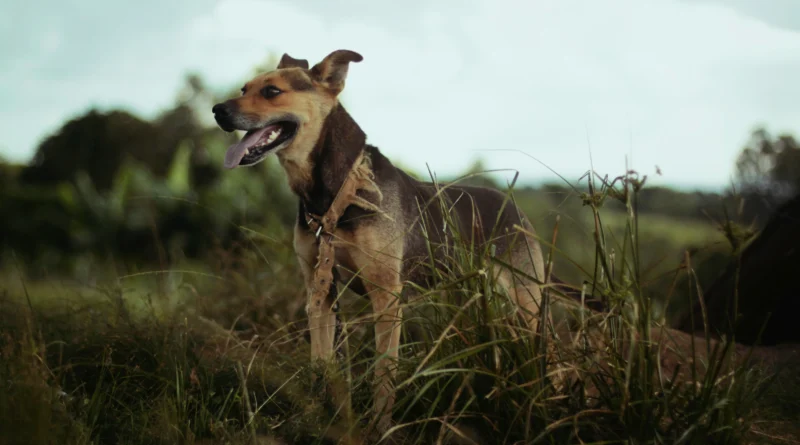 Why Is My Dog Panting While Resting​