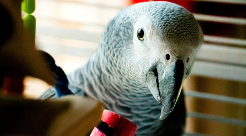 How Much Is An African Grey Parrot​