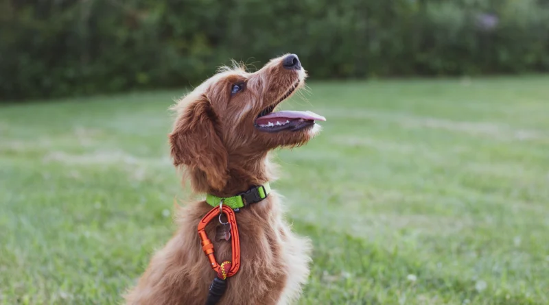 How Long Are Fire Fire Dogs Trained For​