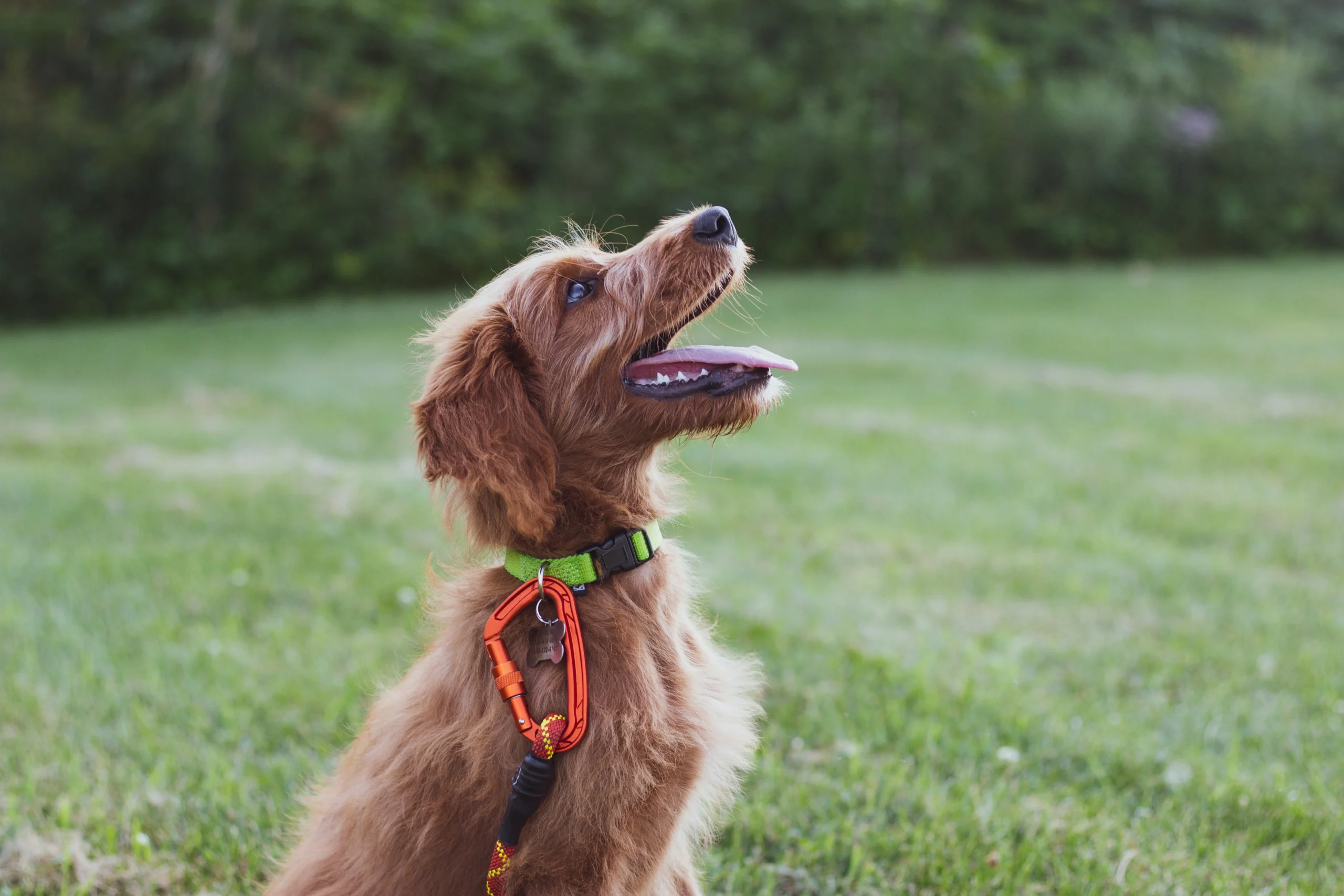 How Long Are Fire Fire Dogs Trained For​