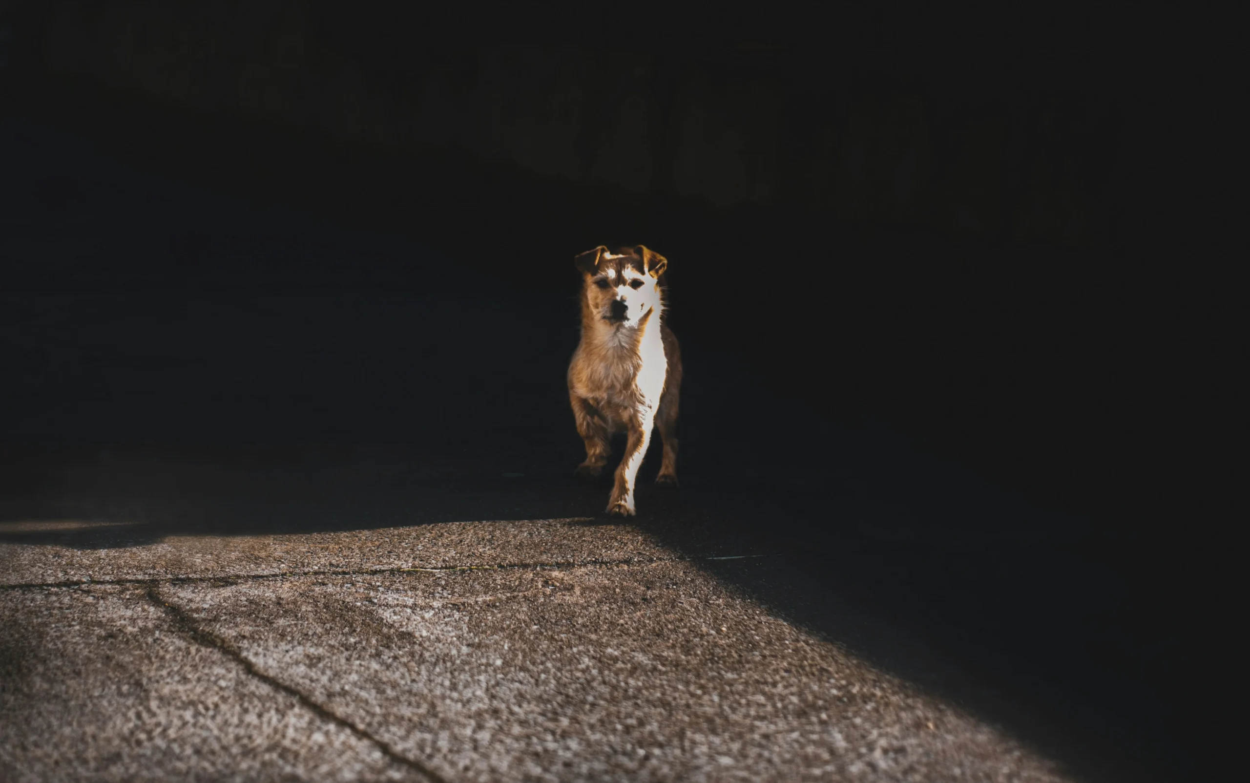 How To Crate Train An Adult Dog​